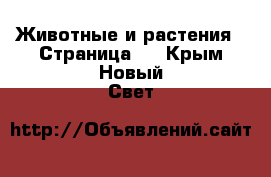  Животные и растения - Страница 4 . Крым,Новый Свет